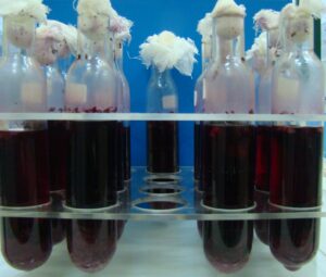 5. Microvinificazione per valutare la performance fermentativa e la potenzialità aromatica dei ceppi scelti