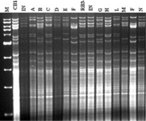 3. Identificazione dei lieviti mediante tecniche di biologia molecolare