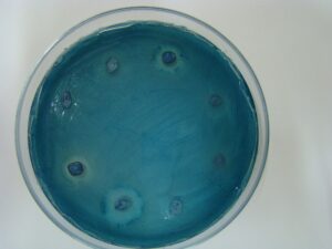 4. Caratterizzazione dei lieviti per parametri di interesse enologico